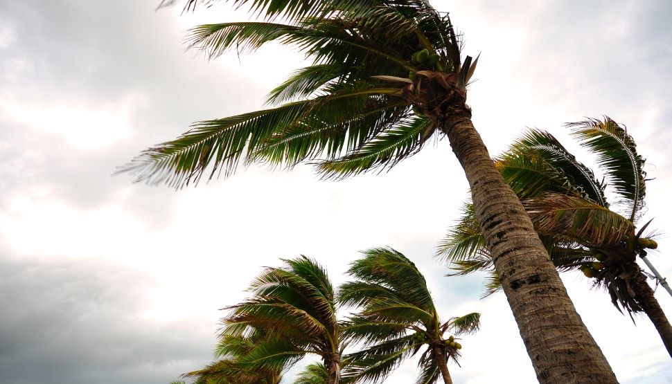 Palm trees