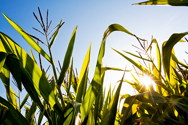 close-up of green corn stalks in a field under a clear blue sky with sunlight